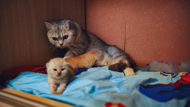 Mother cat protects her newborn kittens in a cozy nest, showcasing the tender bond of motherhood in the animal kingdom