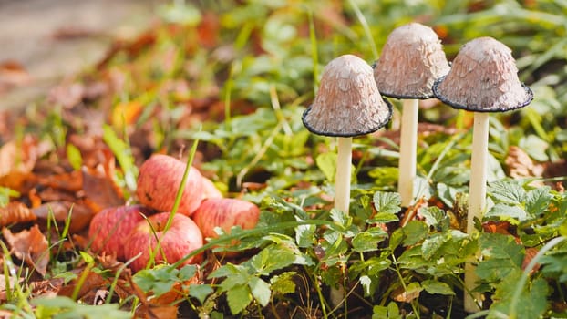 Three mushrooms thriving in lush grass, surrounded by ripe red apples and colorful fallen leaves, capturing the essence of autumn