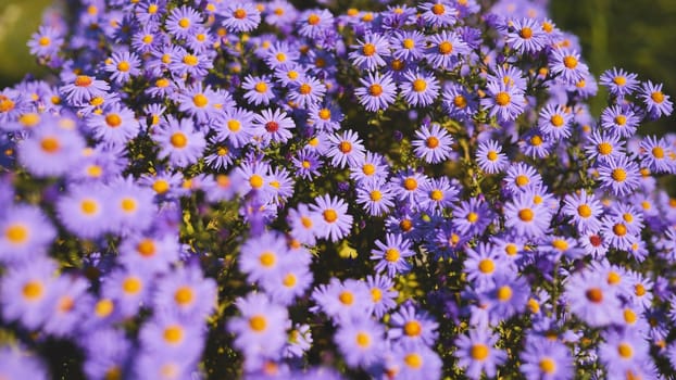 Beautiful purple aster flowers with yellow centers blooming in abundance, creating a stunning display in a garden setting