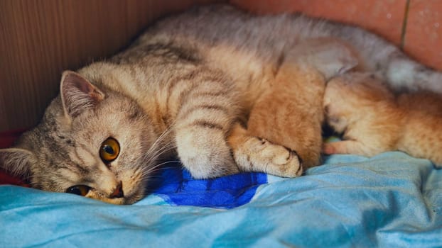 Mother cat lovingly nurses her newborn kittens, creating a heartwarming scene of maternal care and feline affection