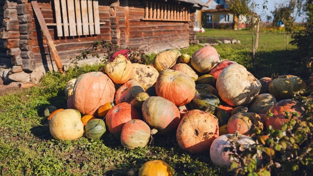 Vibrant pumpkins harvested, stacked on grassy ground near weathered wooden farmhouse, conveying seasonal harvest atmosphere