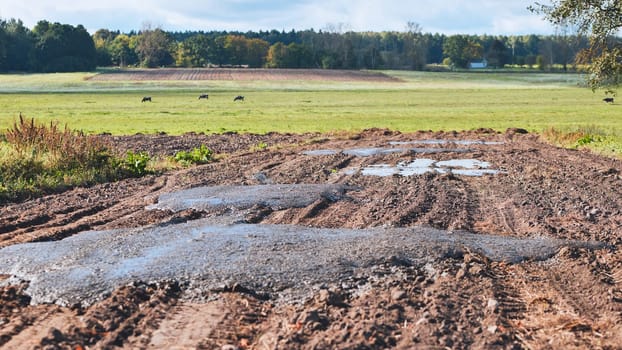 Cow manure on the field in early fall. Organic fertilizers
