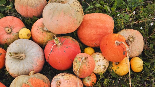 Pumpkins of various colors and sizes lie on the ground in a field, showcasing the diversity of the fall harvest