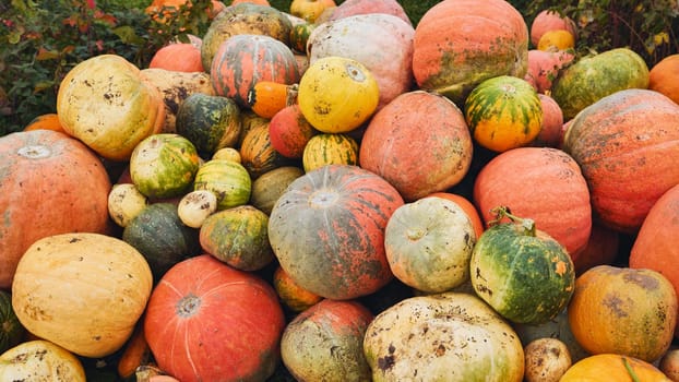 Vibrant pumpkins stacked in varied shapes, sizes, and colors following seasonal harvesting of diverse gourds