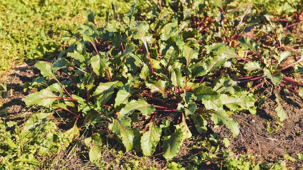 Vibrant beetroot seedlings flourishing in rich garden soil, basking in warm sunlight, signaling bountiful vegetable crop ahead