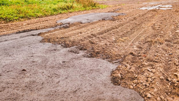 Cow manure on the field in early fall. Organic fertilizers