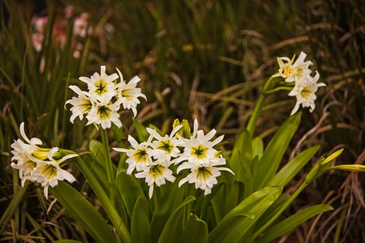 Abundant flowers of the white Spider Lily (Hymenocallis)