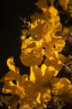 The Flowers of the Karoo Gold (Rhigozum obovatum Burch) This is a drab looking spiny, multi branched shrub or small tree, but in springtime it is covered in these bright golden-yellow flowers
