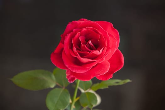 Macro image of a single red rose isolated on a black background