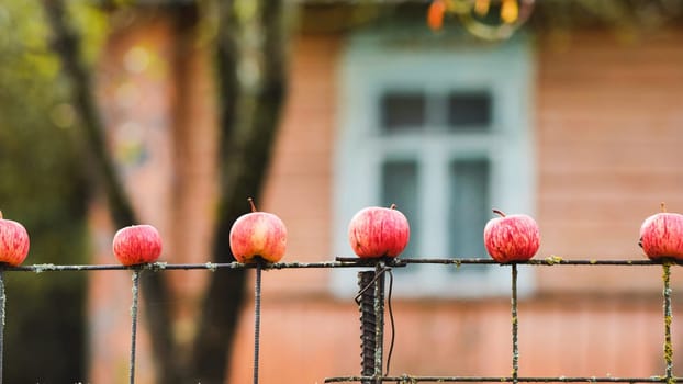 Five ripe red apples drying on an old rusty fence in front of a blurred house with a window, autumn harvest concept