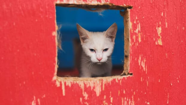Curious white kitten peeking through square hole in bright red wooden fence