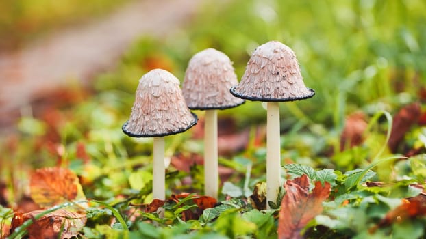 Coprinus comatus mushrooms growing in grass with fallen leaves in autumn forest