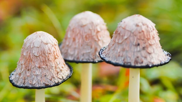 Three shaggy ink cap mushrooms with a dark edge growing together in green grass