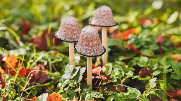 Beautiful mushrooms growing among fallen leaves in a green meadow during the autumn season