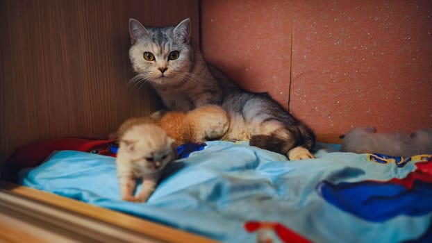 Grey mother cat protecting her kittens lying on a light blue blanket placed inside a wooden drawer