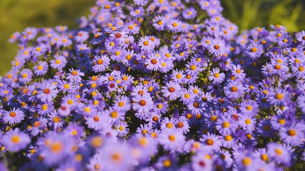 Purple aster flowers blooming vibrantly in garden, displaying delicate petals against soft green foliage during summer sunlight