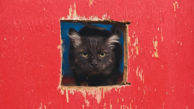 Black cat is looking through square hole in red wooden fence