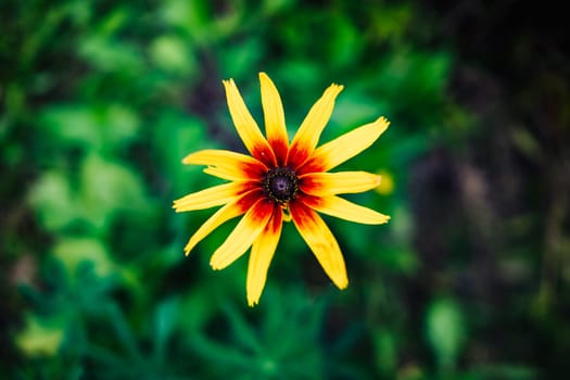 Yellow flower with red center blooming in green meadow in spring