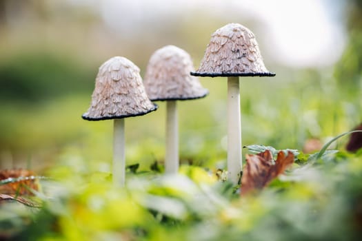 Coprinus comatus mushrooms growing together in a green field, surrounded by fallen leaves