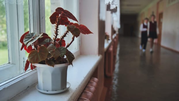 Two students walk in the background as a potted plant sits on a windowsill in a school hallway