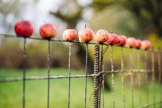 Red apples impaled on a rusty wire mesh fence in the countryside