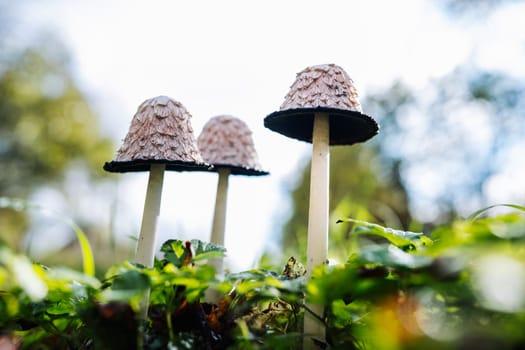 Coprinus comatus mushrooms growing wild in nature