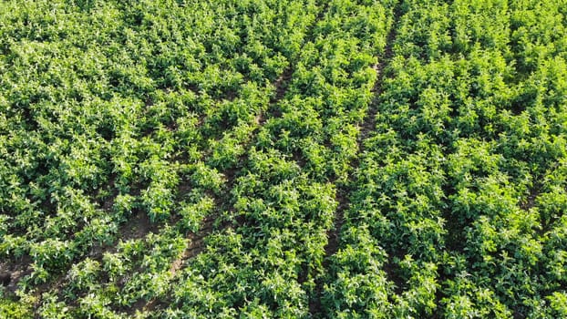 Aerial view of potato plants growing in rows in a farm field, creating a converging perspective