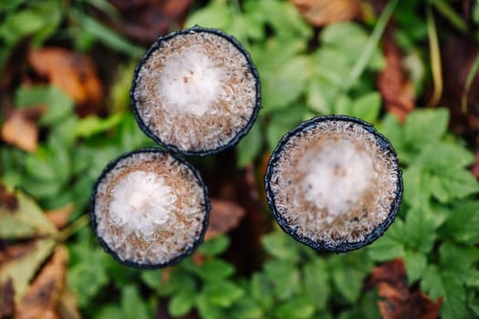Top view of three hare's foot inkcap mushrooms growing in the grass during autumn