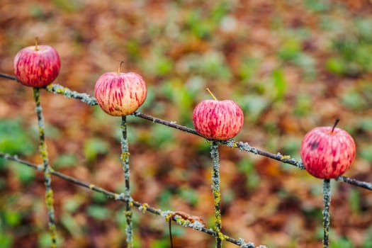 Red and yellow apples decorating an old fence in a garden during fall