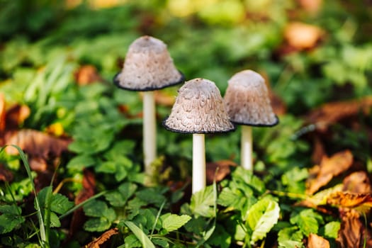 Shaggy ink cap mushrooms growing wild surrounded by green grass and fallen leaves