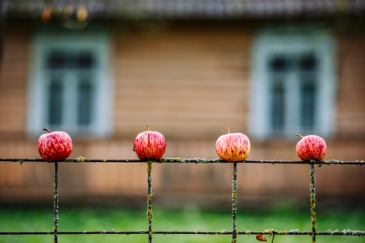 Four ripe red apples are impaled on a rusty metal fence with an old wooden house in the background