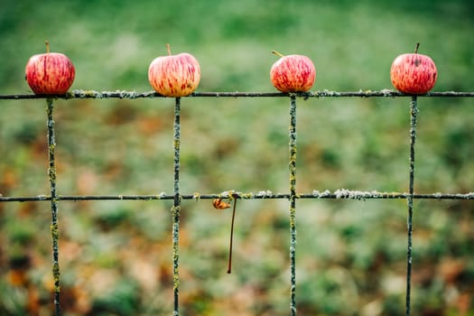 Four ripe apples are impaled on a rusty metal fence in an autumnal setting