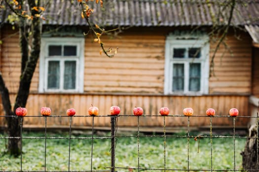 Ripe red apples drying on a metal fence in front of a wooden house in autumn