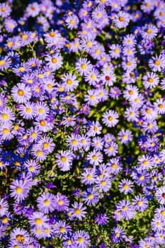 Close-up view of blooming purple aromatic aster flowers, filling the frame and creating a beautiful backdrop