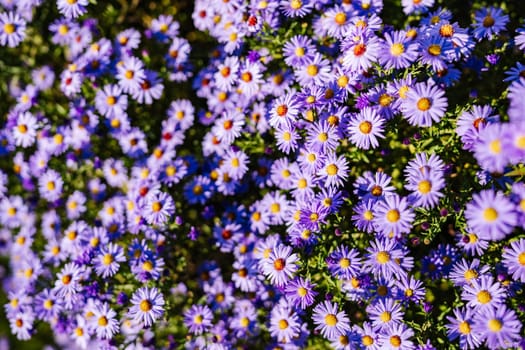 Close-up of beautiful purple aromatic aster flowers blooming in garden during summer day