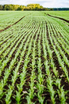 Evenly planted wheat sprouts growing in rows in a field with a forest in the background