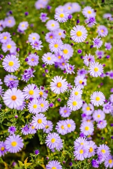 Purple alpine aster flowers with yellow center blooming during summer season in garden