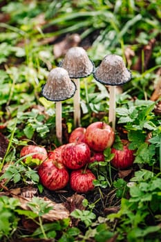 Lawyer's wig mushrooms and ripe red apples lying on the grass create a beautiful autumn still life