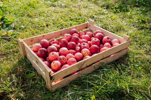 Freshly harvested red apples sit in a wooden crate on a bed of vibrant green grass, ready for market or processing