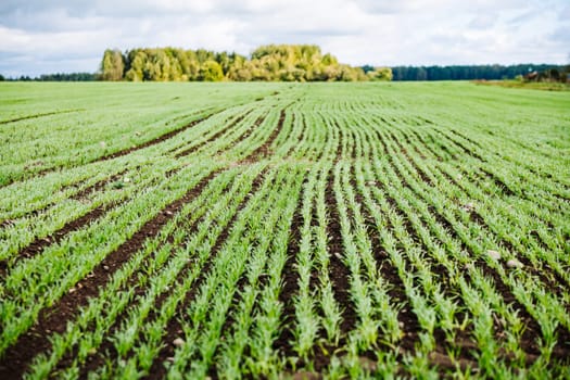 Rows of young wheat plants growing in a field, creating a pattern against the dark soil