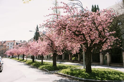 Beautiful cherry blossom trees blooming along a tranquil city street on a sunny spring day. Great for seasonal visuals, travel blogs, or floral and lifestyle backgrounds