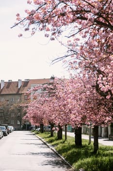 Blooming cherry blossom trees stretch along a peaceful city street under the spring sun. Great for seasonal visuals, urban nature backgrounds, and travel or lifestyle content.