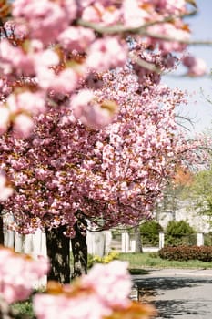 Blooming cherry blossom trees arch gracefully over a calm city street on a bright spring day. Perfect for seasonal nature scenes, romantic backgrounds, and tranquil lifestyle projects