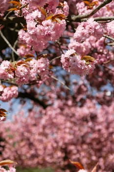 Pink cherry blossom flowers bloom in vibrant clusters against a soft, sunny background. Great for spring visuals, floral prints, seasonal advertising, and elegant botanical designs