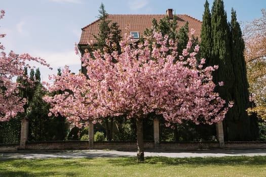 A vibrant cherry blossom tree in full bloom stands before a traditional house, surrounded by lush greenery. Ideal for spring visuals, architecture and nature-inspired projects