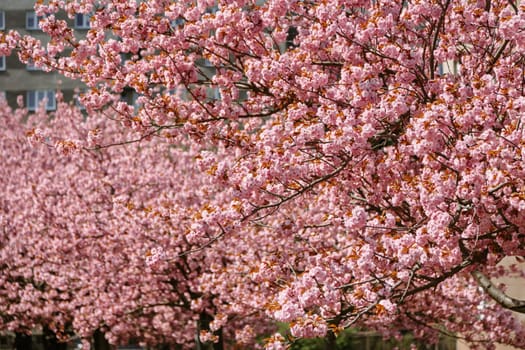 Cherry blossom trees in vibrant pink bloom along a city street, creating a stunning natural canopy. Ideal for spring-themed visuals, floral backgrounds, and seasonal creative use