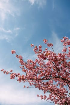 Elegant cherry blossom branches in bloom set against a clear blue sky. Ideal for spring visuals, floral backgrounds, calming nature scenes, and seasonal creative designs.