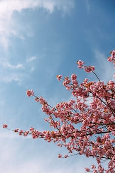Cherry blossom branches full of soft pink flowers bloom against a bright blue spring sky. Ideal for floral backgrounds, seasonal ads, wellness content, and nature-related visuals
