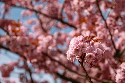Macro photo of cherry blossom flowers in bloom under soft spring light with a blurred floral background. Perfect for seasonal campaigns, floral decor, and wellness branding.