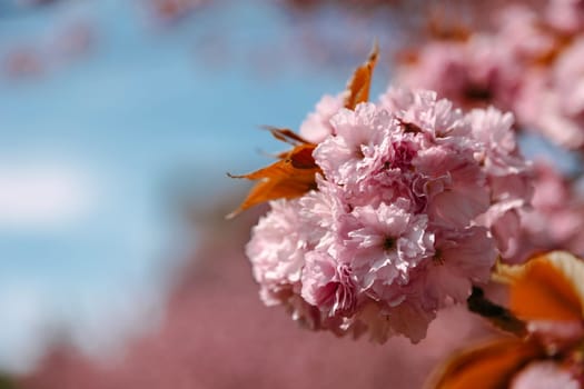 Closeup of pink cherry blossoms illuminated by warm sunlight with a soft blurred background. Great for floral-themed visuals, spring promotions, greeting cards, and nature-inspired content